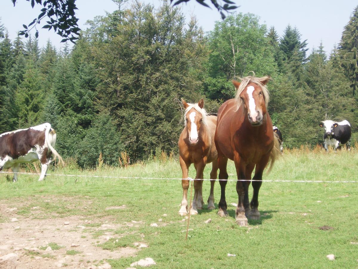 Ferme Du Haut Barba Liézey Esterno foto
